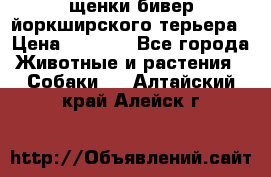 щенки бивер йоркширского терьера › Цена ­ 8 000 - Все города Животные и растения » Собаки   . Алтайский край,Алейск г.